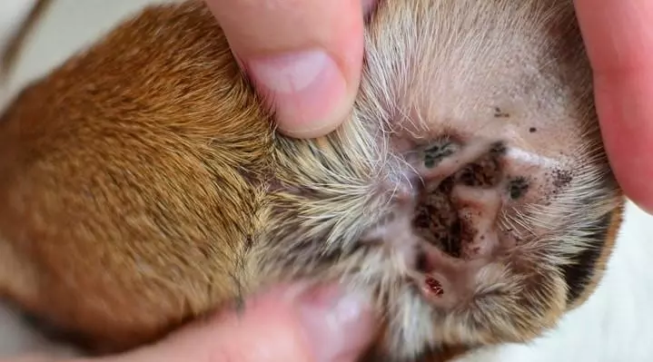 Вушний кліщ у собак