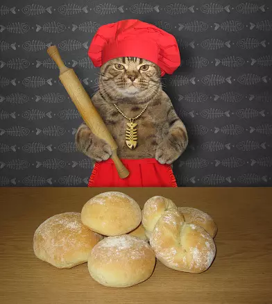 Клички для котів хлопчиків