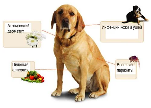 Алергія у собак Алергія у собак