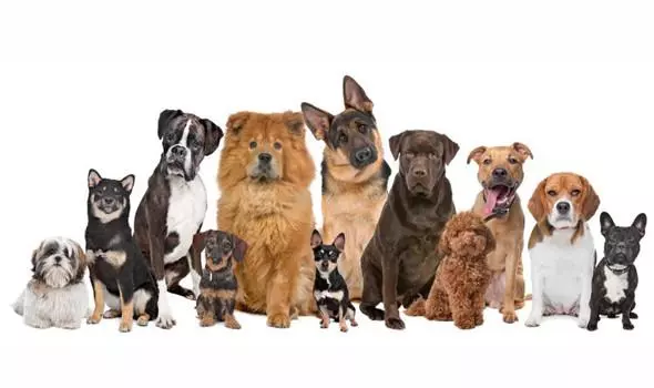 Алергія у собак Алергія у собак