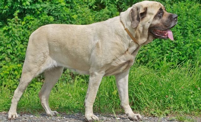 Найбільші породи собак у світі - ТОП-16 Найбільші породи собак у світі - ТОП-16