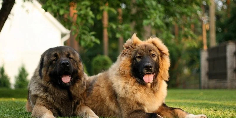 Найбільші породи собак у світі - ТОП-16 Найбільші породи собак у світі - ТОП-16