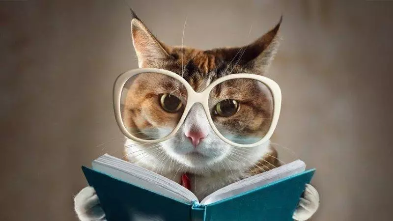 В якому віці краще робити кастрацію кота В якому віці краще робити кастрацію кота