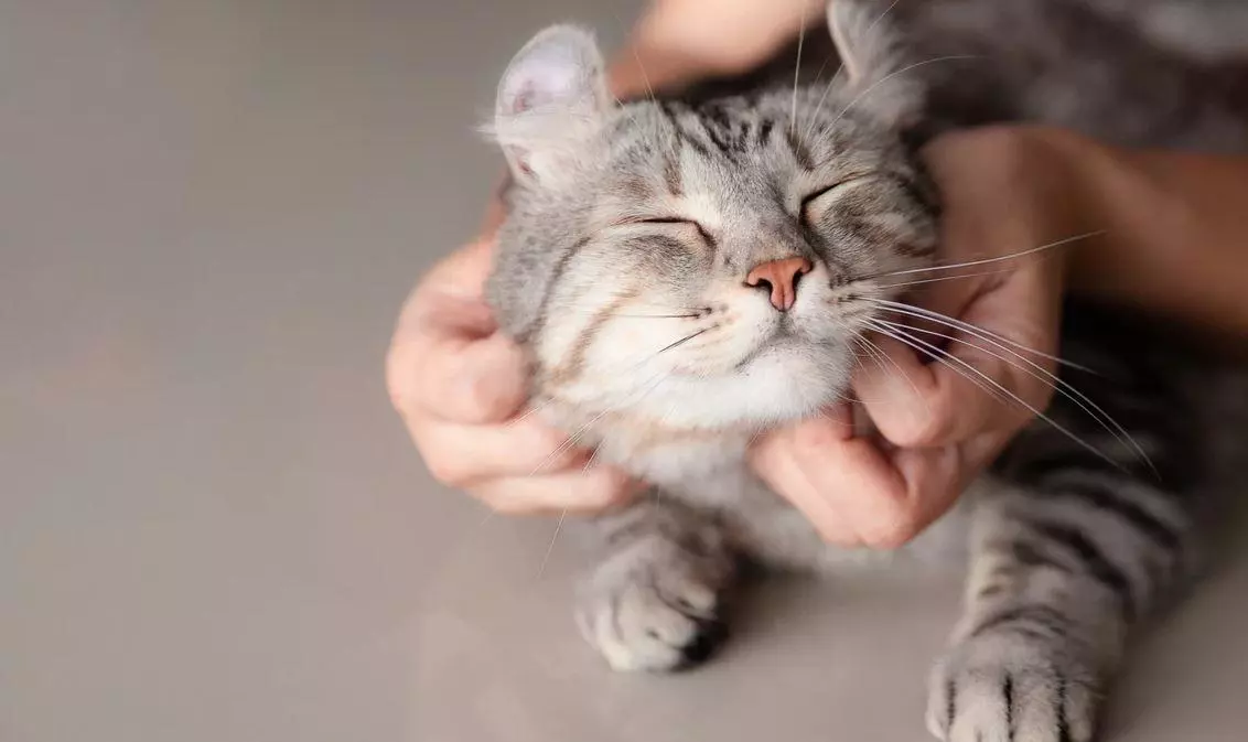 В якому віці краще робити кастрацію кота В якому віці краще робити кастрацію кота