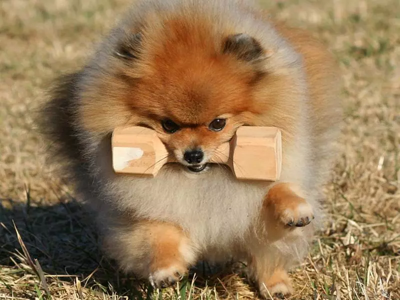 Собака породы шпиц Собака породы шпиц