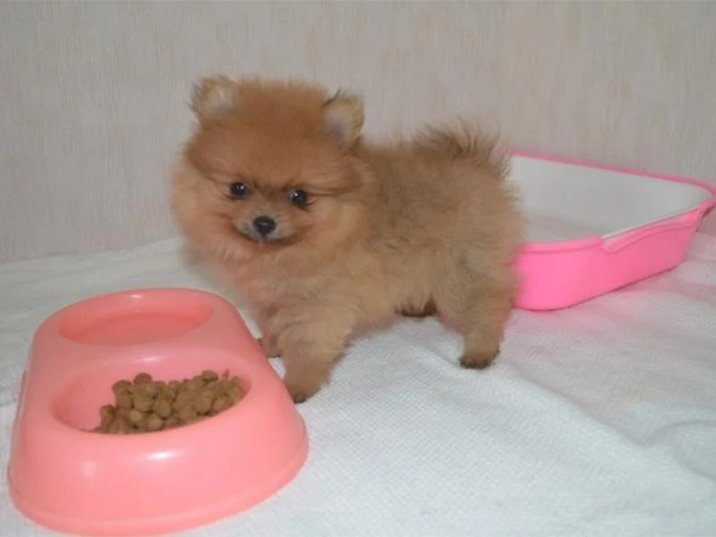 Собака породы шпиц Собака породы шпиц