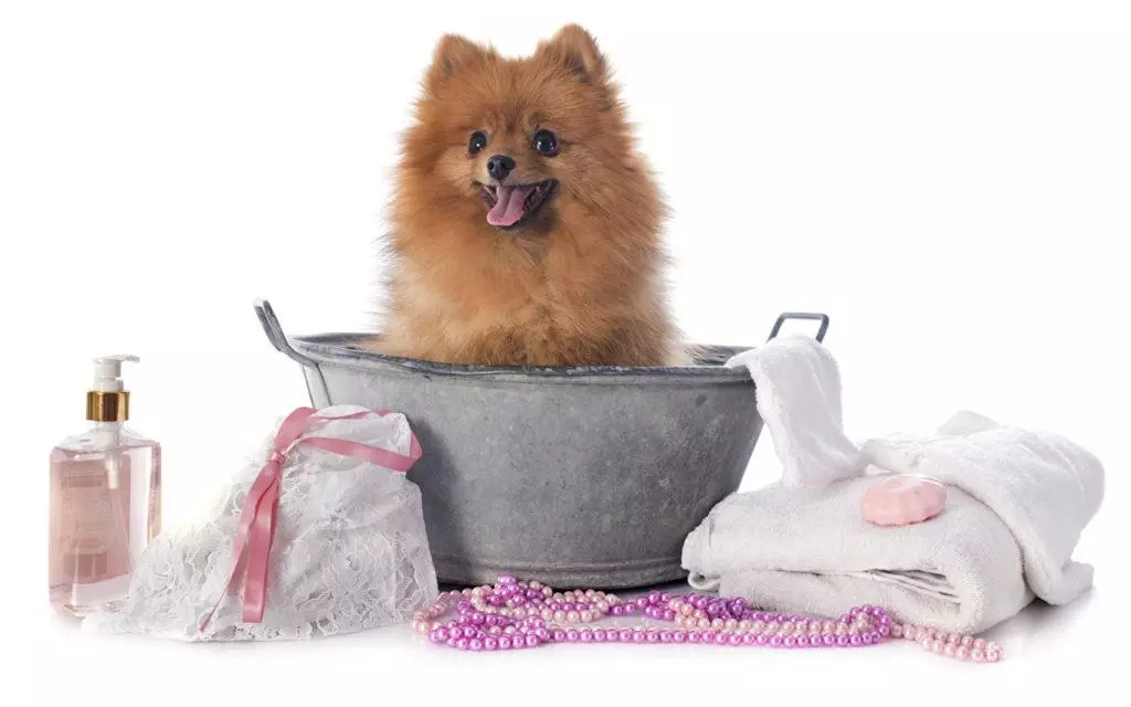 Собака породы шпиц Собака породы шпиц