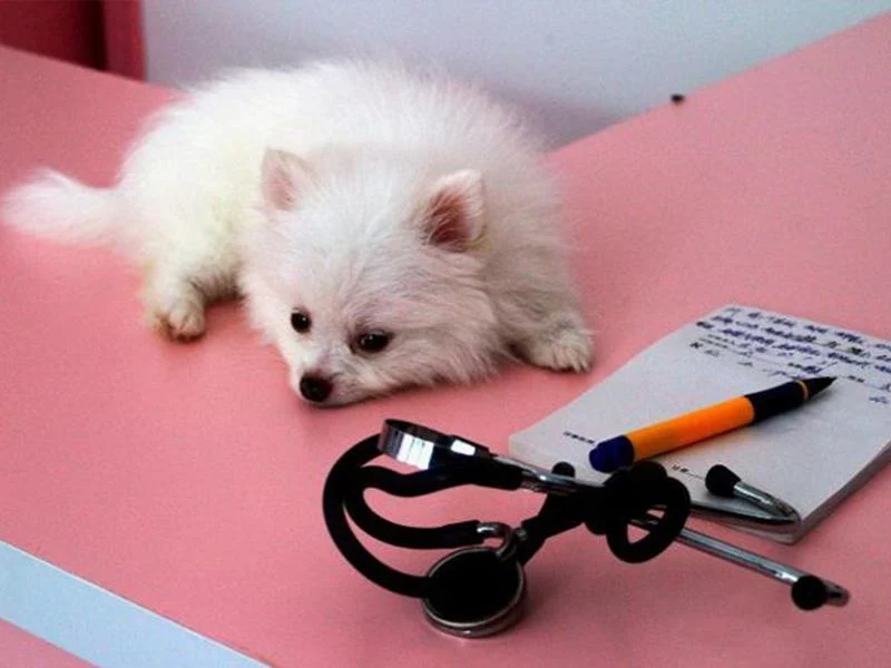 Cобака породи шпіц Cобака породи шпіц