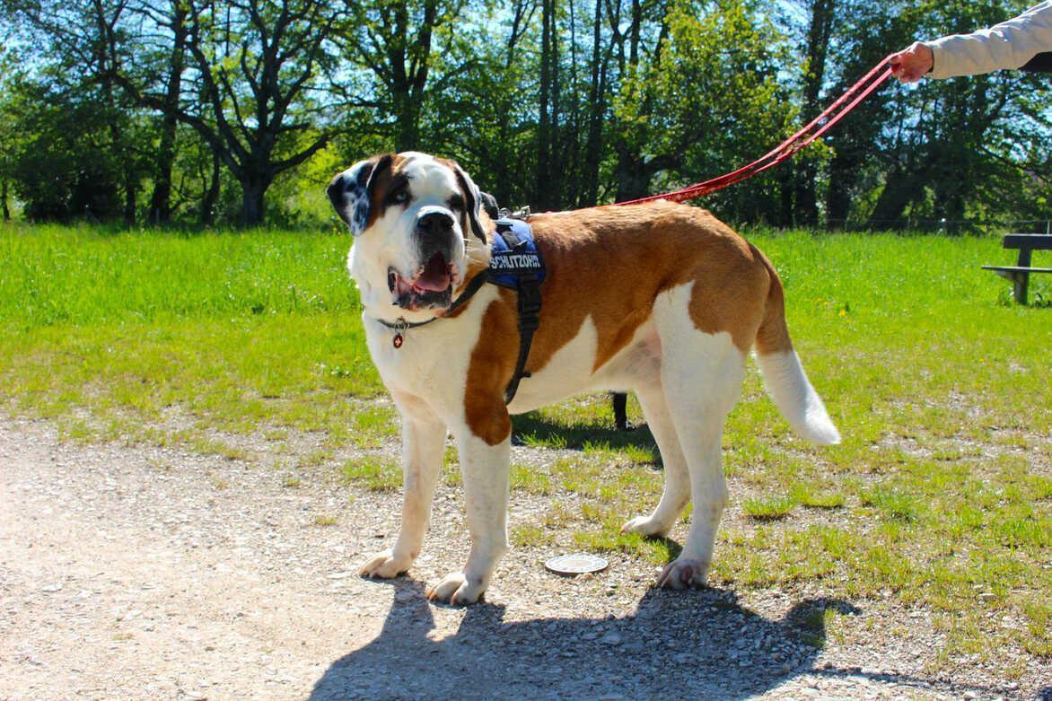 Порода собак сенбернар Порода собак сенбернар