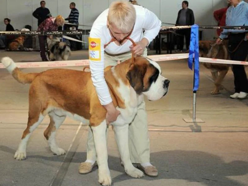 Порода собак сенбернар Порода собак сенбернар