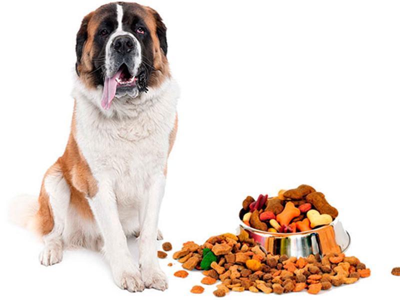 Порода собак сенбернар Порода собак сенбернар