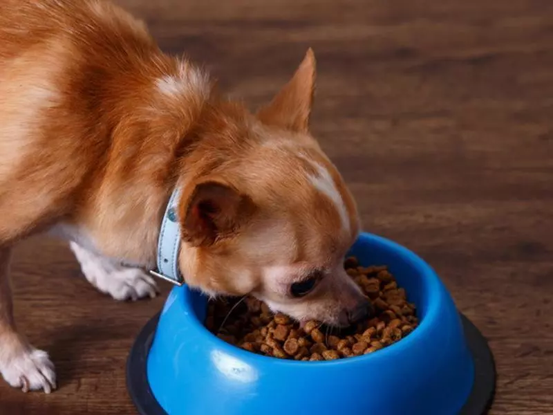 Собака породи чихуахуа Собака породи чихуахуа