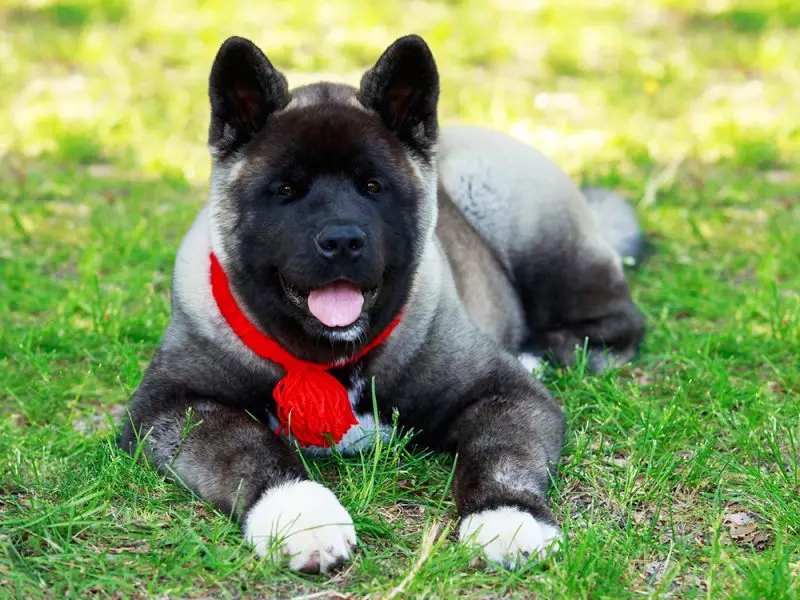 Американська акіта