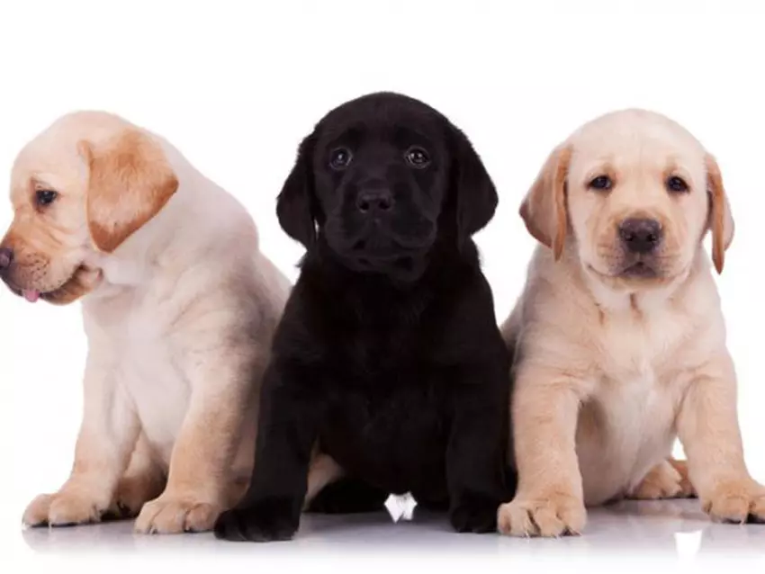 Порода собак лабрадор