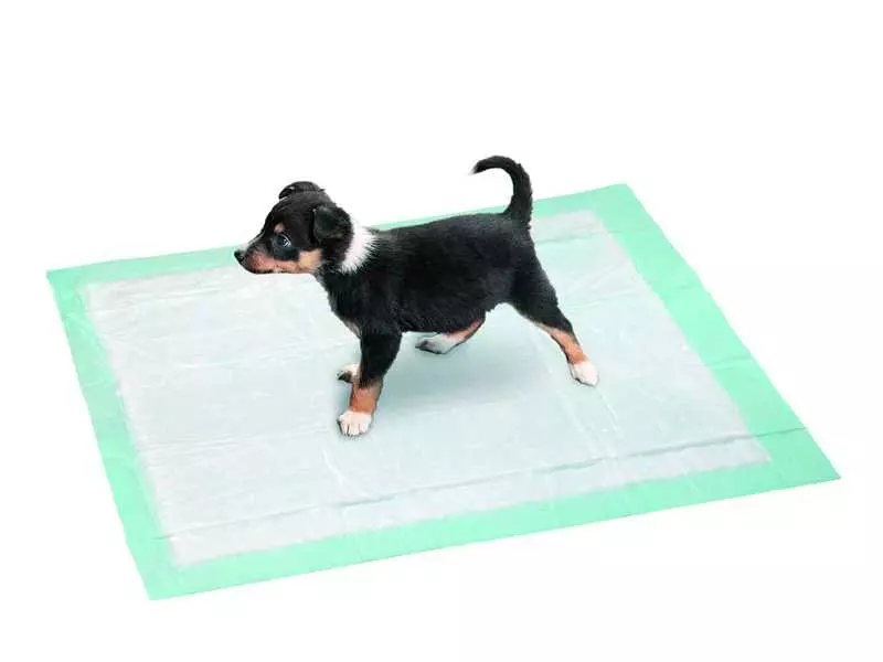 Як привчити собаку до пелюшці