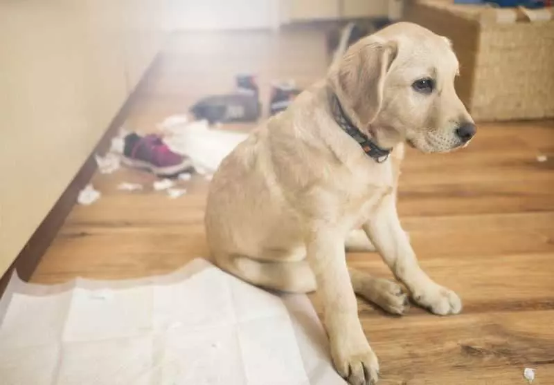 Як привчити собаку до пелюшці