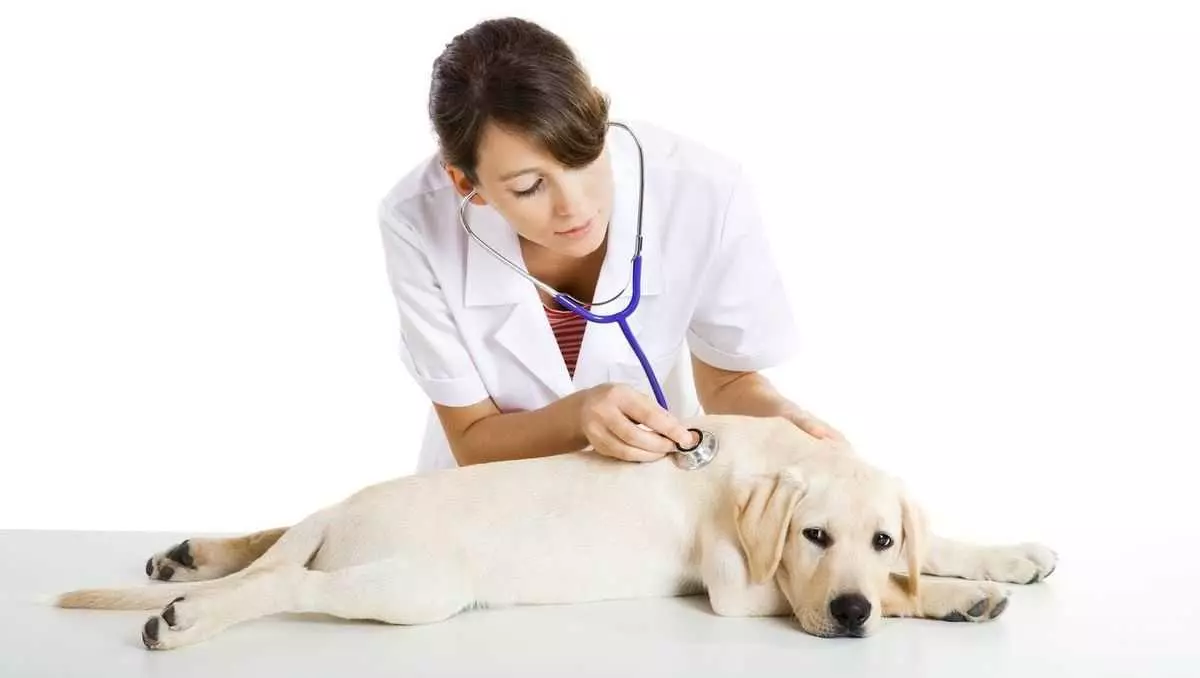 Блювота у собак