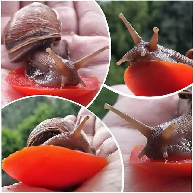 Чим годувати равликів ахатин