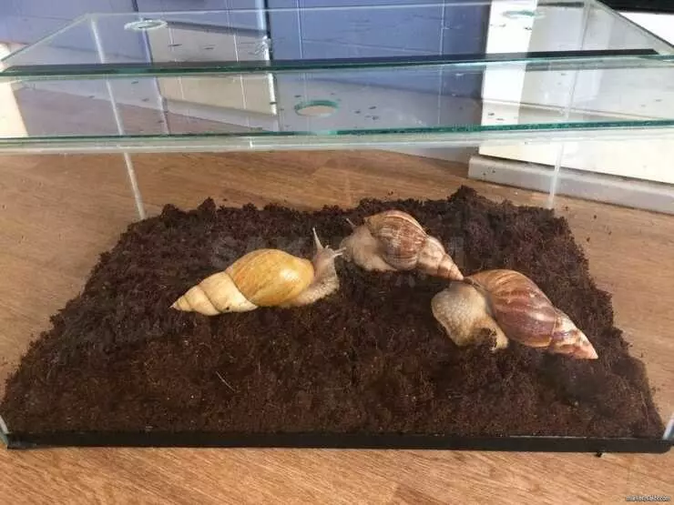 Чим годувати равликів ахатин