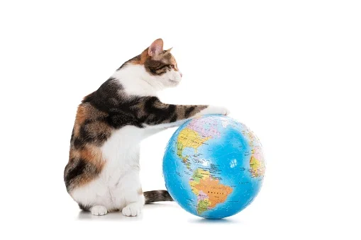 Клички для котів дівчаток