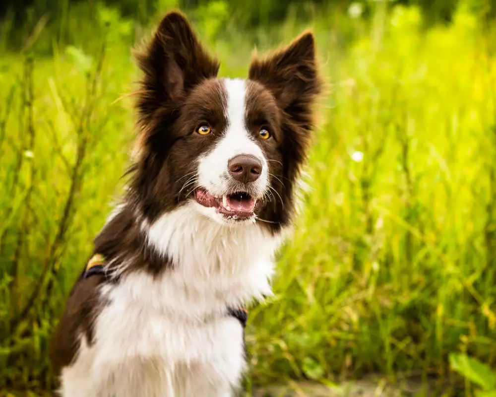 Найрозумніші породи собак в світі