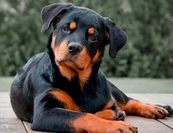 Найрозумніші породи собак в світі