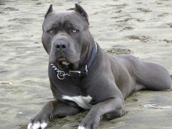 Топ 10 найнебезпечніших порід собак у світі