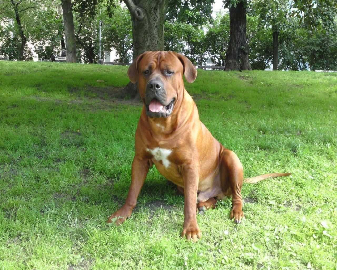 Топ 10 найнебезпечніших порід собак у світі