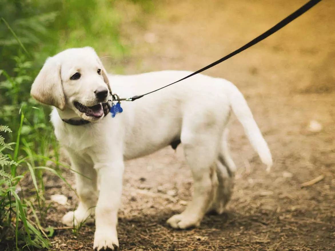 Підшкірний кліщ у собак