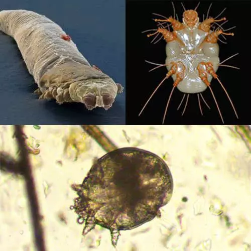 Підшкірний кліщ у собак