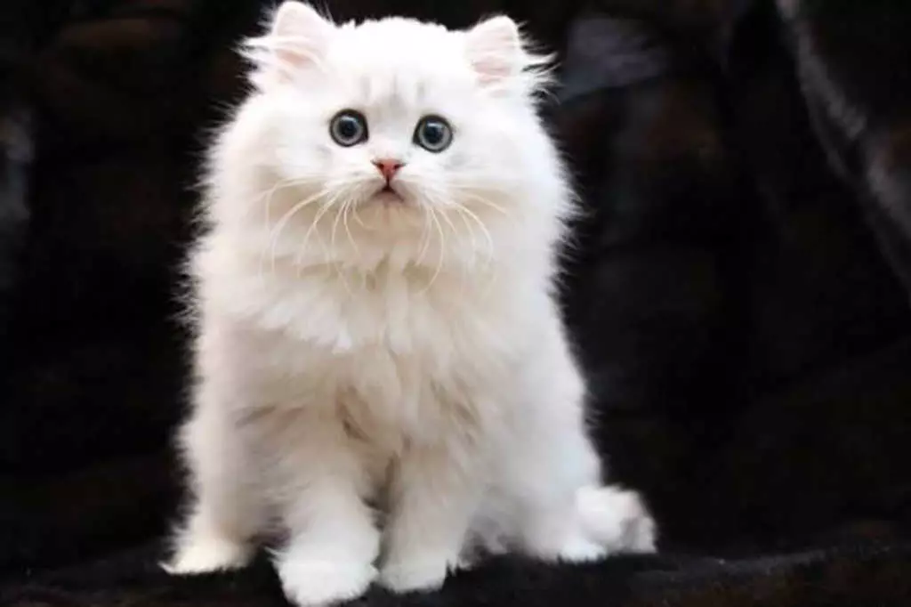 Шотландський кіт - Особливості породи