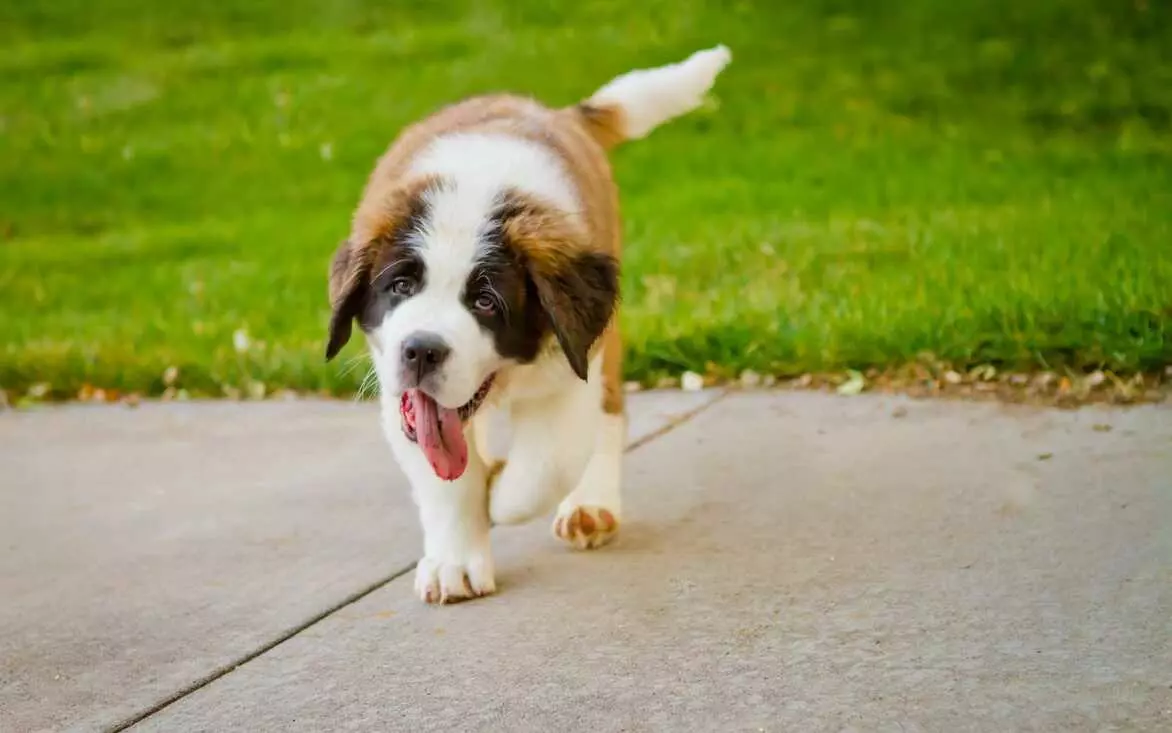 Температура у собак