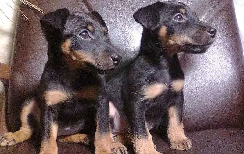 Порода собак ягдтерьер