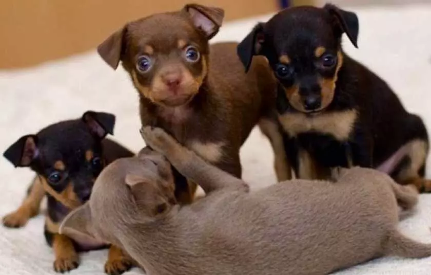 Собака породи російський той терʼєр