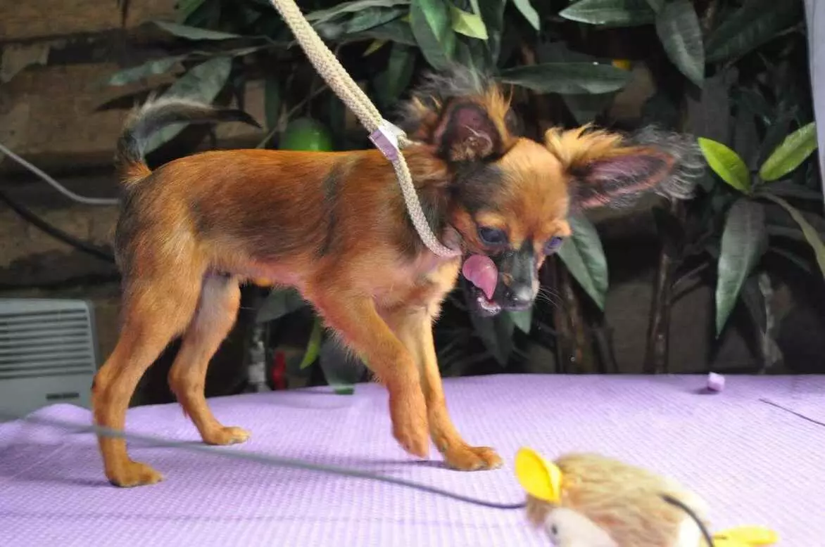 Собака породи російський той терʼєр