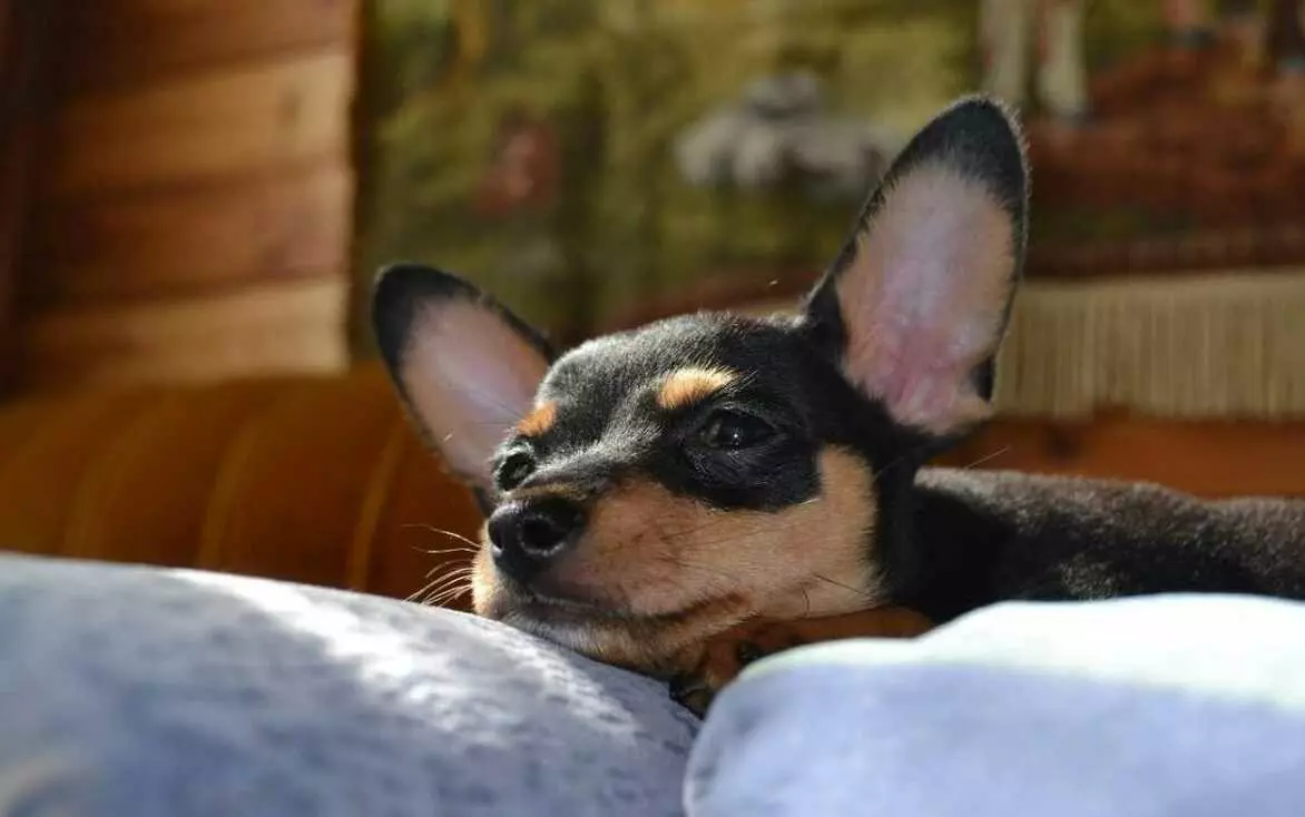 Собака породи російський той терʼєр