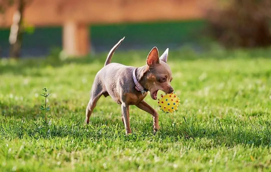 Собака породи російський той терʼєр