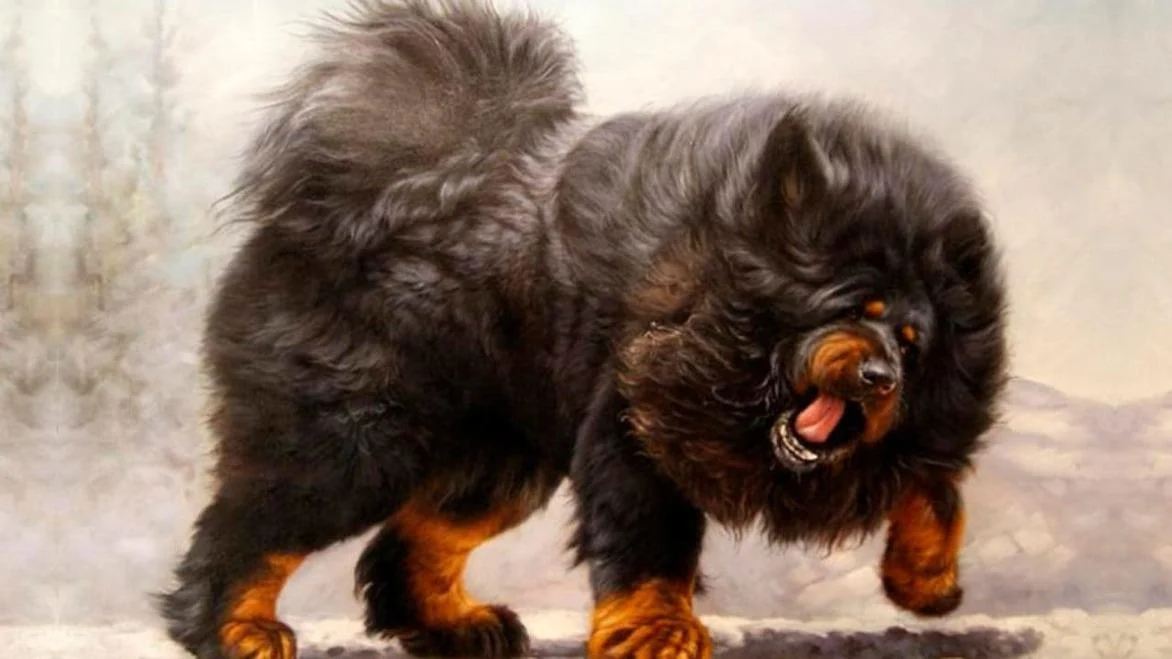 Тибетський мастиф