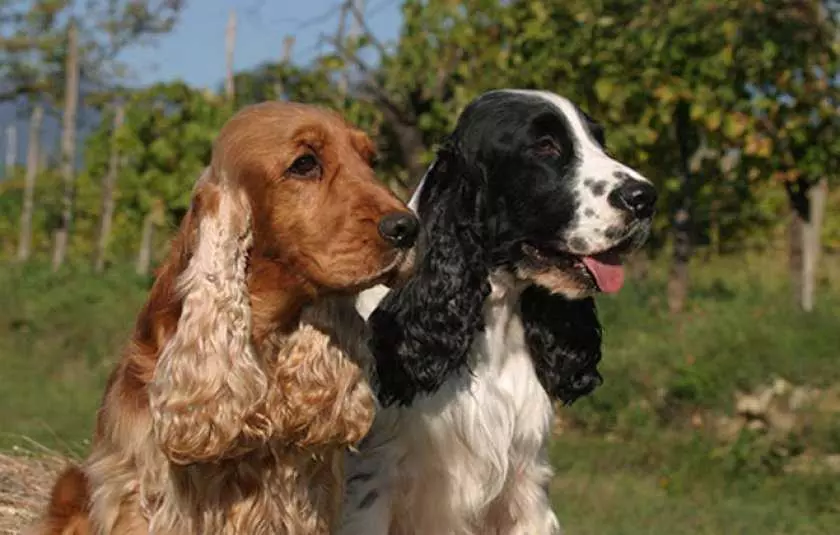 Кокер спанієль