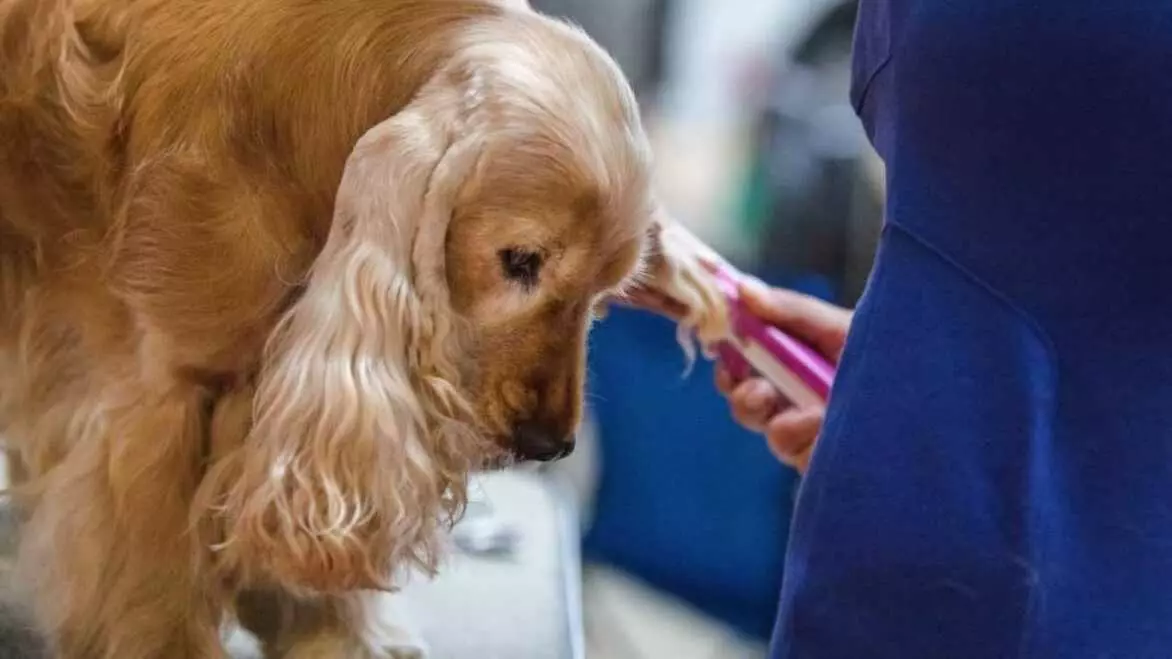 Кокер спанієль