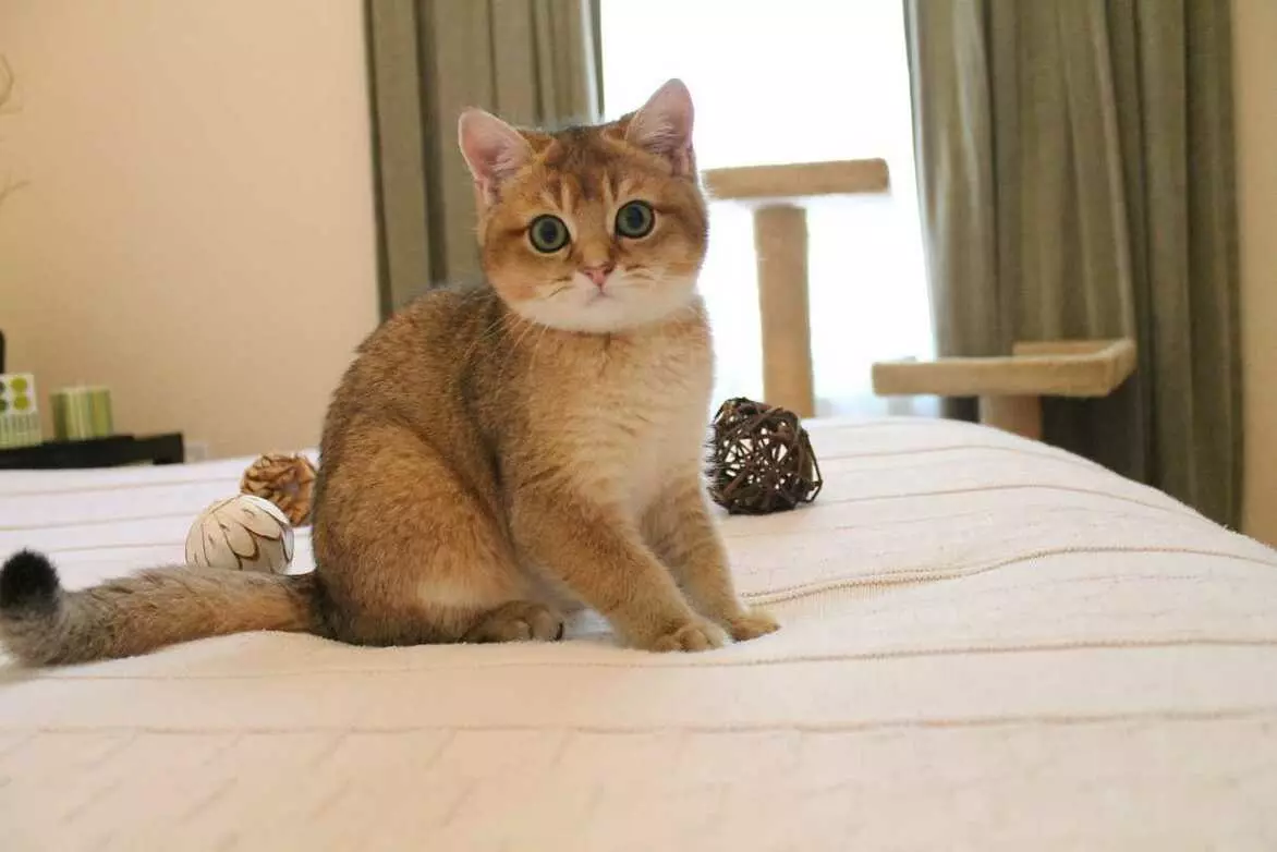 Британська короткошерста кіт