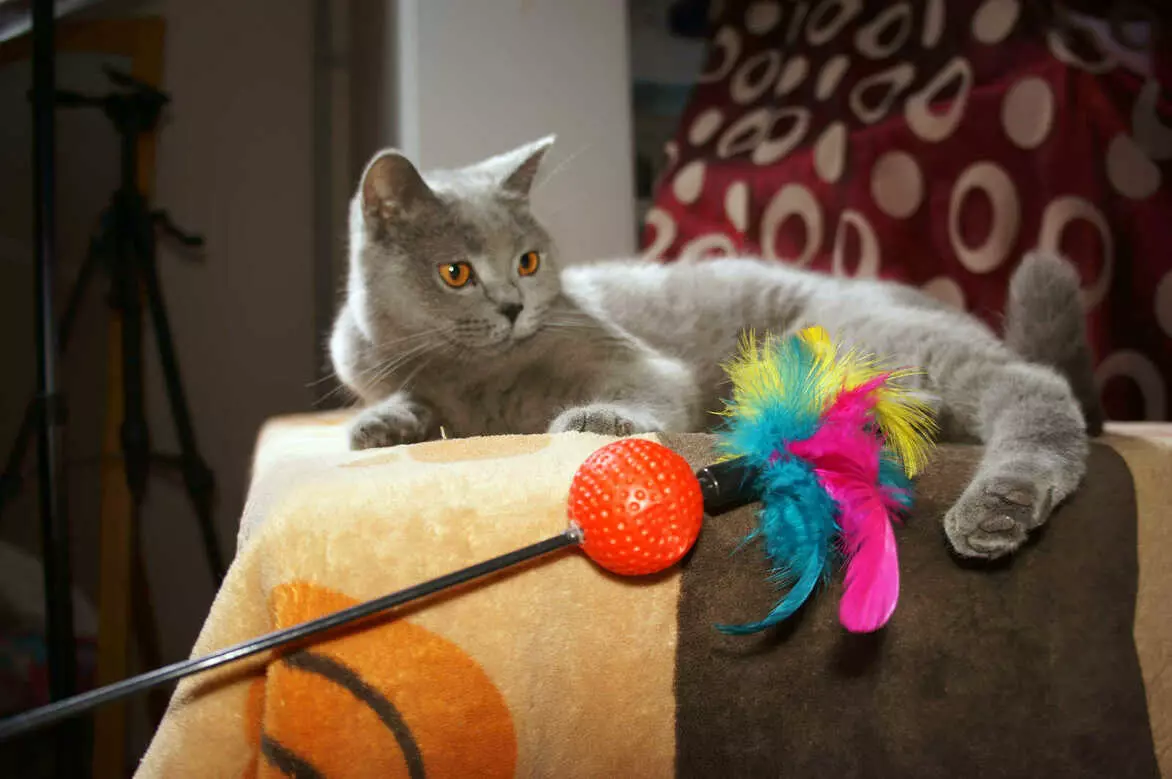 Британська короткошерста кіт