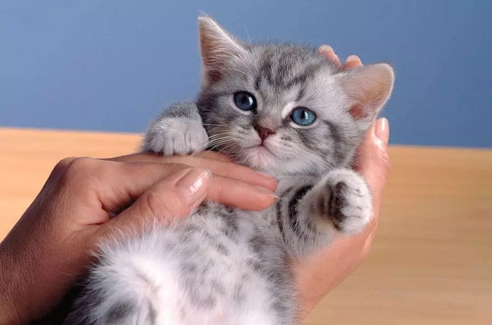 Як визначити стать кошеня