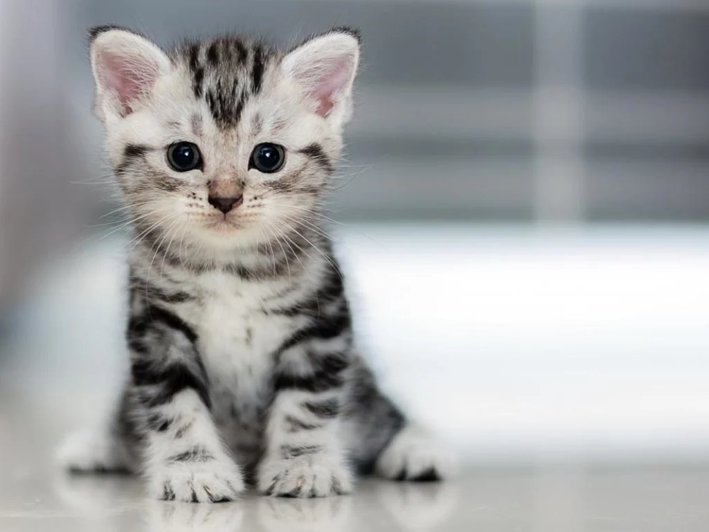 Що робити якщо закисают очі у кошеняти