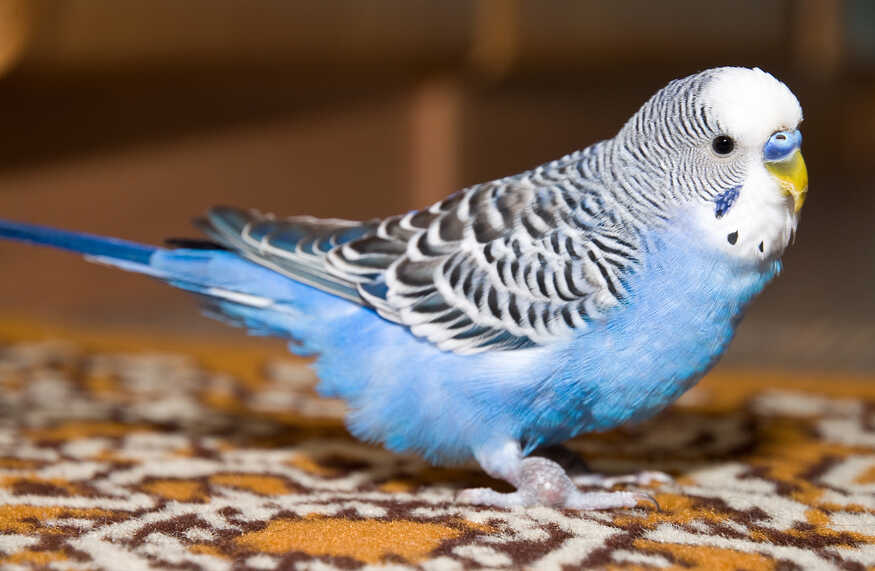 Як назвати папугу