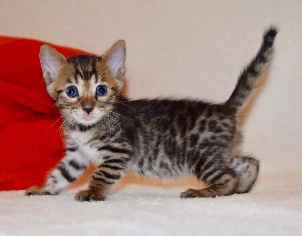 Чим правильно годувати кошеня