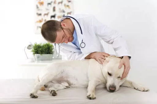 Чумка у собак