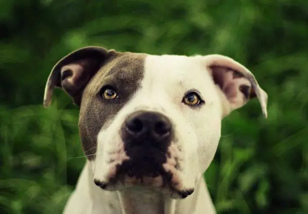 Бійцівські породи собак