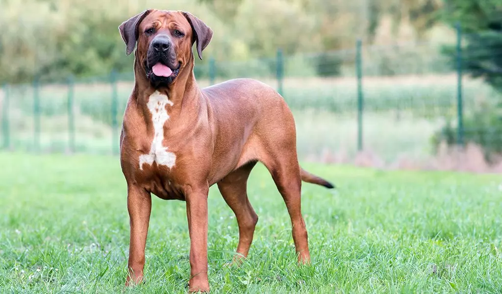 Бійцівські породи собак