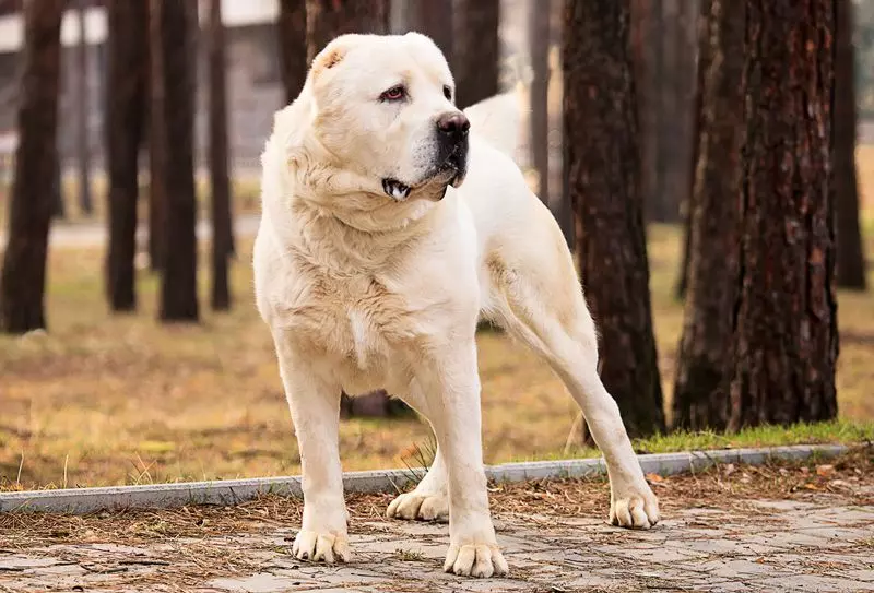 Бійцівські породи собак